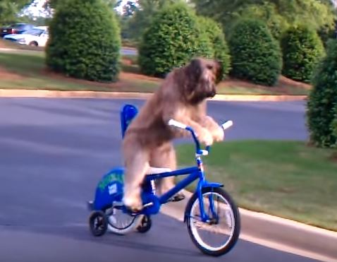 Dog on bike